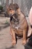 CAMERON DE KING ZULU