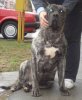 CANARIO DE SPALATO BULL