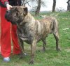 SOMOGYVAR REME ROMEO