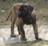 OCTANE BALUARTE DE LOS PERROS