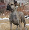 SATIVA DE CANARIAN BULL