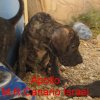 APOLLO M.R.CANARIO ISRAEL