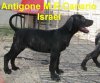 ANTIGONE M.R.CANARIO ISRAEL