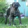FINNDOCAN'S ATHENE