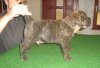 DOGO MIRACLE BALIAN