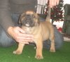 DOGO MIRACLE TARA