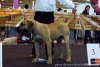 NANO DE BARNACAN BULL