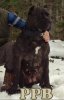 ZAMBRA PERRO DE PRESA BECERRIL (KALI)