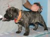 ARES DARK RITAKIM
