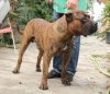 BRUTUS (DE ATLANTIDA CAN)