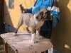 SUNDANCEDOGS APHRODITE