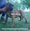 TIGRE DE NARACLAN