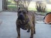JASEL DE BARNACAN BULL (KONYO)