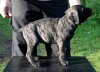 RUSTICDREAMS BALDER