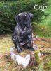 RUSTICDREAMS CUJO