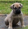 ELECTRIC SHOCK CHISTOSO