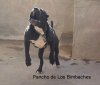 PANCHO DE LOS BIMBACHES