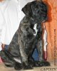 CAPITAN PERRO PRESA GRAND