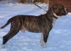 GOLIATH BENTAIGA