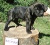 BASMAH ALFA FAMILY DOG