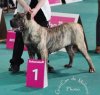 PIN UP BALUARTE DE LOS PERROS
