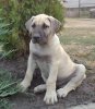 ALFONSO