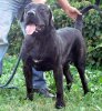 LOS DEVIL DI DRAGO CANARIO