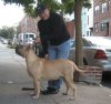 BRAVO KENNEL'S COCO