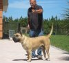 BRAVO KENNEL’S BANDITA
