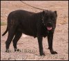 PANTHERA DE CASTLE OF PRESA