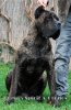 PRESA'S SPIRIT A-CRONOS