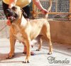 CANELA