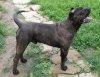 DIESEL DE MOZACAN BULL