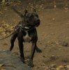 MANDANGA DE PERRO DE LA TIERRA
