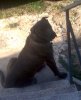 YOMO PERRO DE CABEZA GRANDE