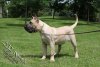 RED JBI KENNELS