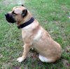 SANDERS SHEBA