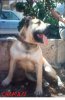 CHAMAN*