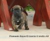 DIAMANTE RAYAS EL GARCIA