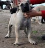 ODIN DE VIKING GUARD KENNEL
