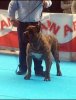 ATILA DE MADRICANBULL