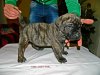 KYRUS DE MILKY WAY LUDUS (ROMEO)
