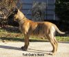 NERO OF TALL OAKS