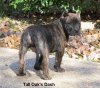 DASH OF TALL OAKS