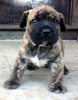 TIGRE DE NOTRECAN BULL
