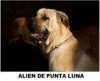 ALIEN DE PUNTA LUNA