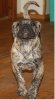 ORTHRUS CRAZY BEAUTY