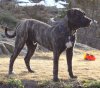 ORTHRUS PREDATOR