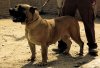 DUNA I DE BARNACAN BULL