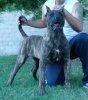 CHISPA DE BARNACAN BULL